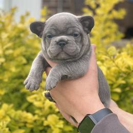 French Bulldog Puppies from Bourbon Country Bullies