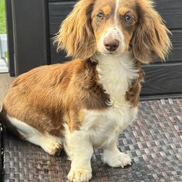 Carrots - Dachshund