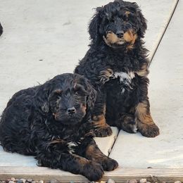 Bernedoodle Puppies from Adorable Dixie Doodles
