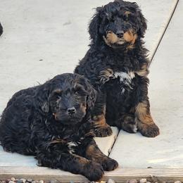 Bernedoodle Puppies from Adorable Dixie Doodles