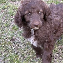 Sally - Red female Aussiedoodle puppy in Four Oaks, North Carolina from RoseWest Farms