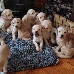 Goldendoodle Puppies from Golden Breeds