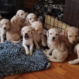 Goldendoodle Puppies from Golden Breeds