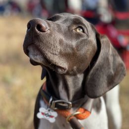 Charlie - German Shorthaired Pointer