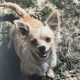 Lil Blonde - Chihuahua
