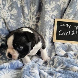 Girl 1 - Black brindle and white female Boston Terrier puppy in Gore, Oklahoma from Ford's Traditional and Colored Boston Terriers