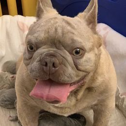 Tammy  - French Bulldog