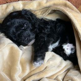 Blue - Black & white male Maltipoo puppy in Clover, South Carolina from Cudi’s Buddies