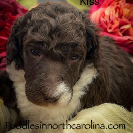 Kiss - Parti male Poodle puppy in Greenville, North Carolina from Grace Poodles