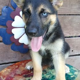 German Shepherd and McNab Puppies from North Star Shepherds