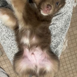 Australian Shepherd Puppies from Tails of an Ausshole