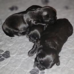 Shih Tzu puppies from AKC Shih Tzu Champion Line Puppies