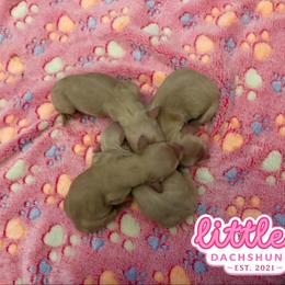 Dachshund puppies from Little e Dachshunds