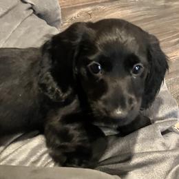 Boy 2 - male Dachshund puppy in Tacoma, Washington from Jeffrey's Dachshunds