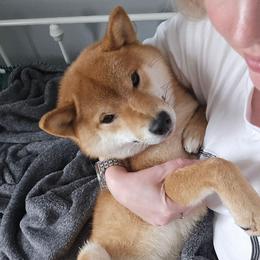 Jinx - Red female Shiba Inu puppy in Marianna, Florida from Diwasou