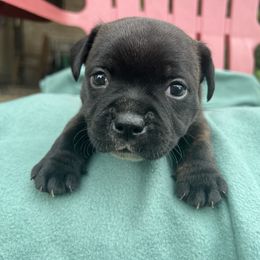 Artax - Brindle male Staffordshire Bull Terrier puppy in Houston, Texas from Breaking Bad Staffords