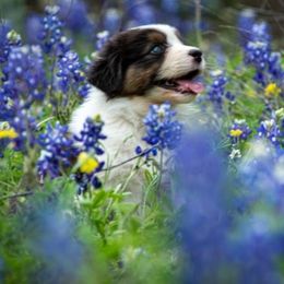 Australian Shepherd Puppies from Veritas Australian Shepherds