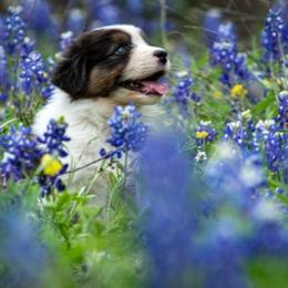Australian Shepherd Puppies from Veritas Australian Shepherds