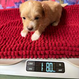 Maverick - Apricot male Maltipoo puppy in Lawrenceburg, Tennessee from LUV Poodles and Maltipoos