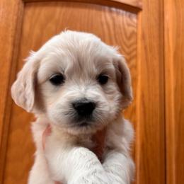 White (3700) - Light golden female Golden Retriever puppy in Pahrump, Nevada from Southern Nevada Goldens