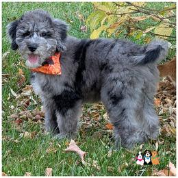 SADIE - F1b-Gorgeous Blue Merle-OFA-Genetics-2 year warranty-Microchip - Merle female Goldendoodle puppy in Jeddo, Michigan from Apple Creek Doodles