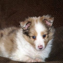 Rottweiler and Shetland Sheepdog Puppies from Mountain High Kennels