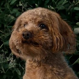 Cavapoos, Goldendoodles, and Poodles from Diamond Companions