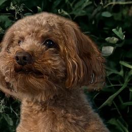 Cavapoos, Goldendoodles, and Poodles from Diamond Companions