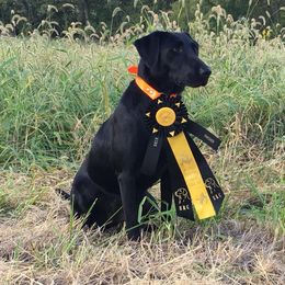 Labrador Retriever All Grown Up from Kicking Bird Gun Dogs
