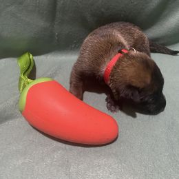 Girl 4 - female Belgian Malinois puppy in Woodway, Texas from New Beginning Belgians