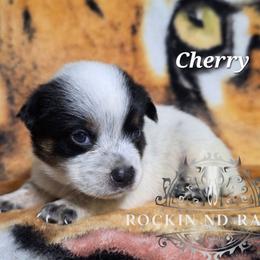 Cherry - Blue male Australian Cattle Dog puppy in Silsbee, Texas from Rockin ND Ranch