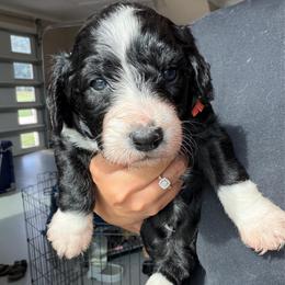 Orange boy - Black and white male Aussiedoodle puppy in Nacogdoches, Texas from Glo’s Aussiedoodles