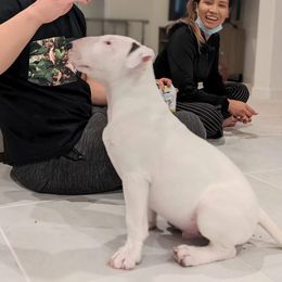 Bull Terrier Puppies from Old England Bull Terriers