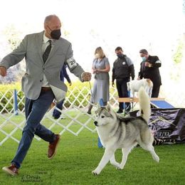 Siberian Husky All Grown Up from Howling Winds Siberians