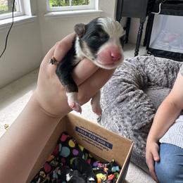 Border Collie Puppies from Athena’s Collies