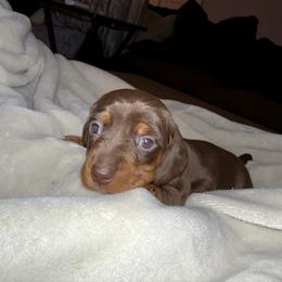 Reese's - Chocolate and tan male Dachshund puppy in Corona, Ca Hemet, Ca Surpise, Arizona from Over The Moon Dachshunds
