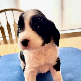 Flo - Black and white female English Springer Spaniel puppy in North Carolina from Ebenezer Valley ESS