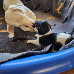 Dachshund Puppies from Snuggle Bunny Dachshunds
