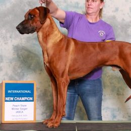 UK - Rhodesian Ridgeback