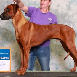 UK - Rhodesian Ridgeback