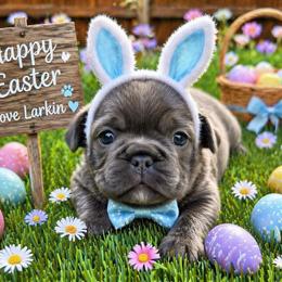 Larkin - Blue female French Bulldog puppy in Greenville, Texas from Lovey’s Frenchies