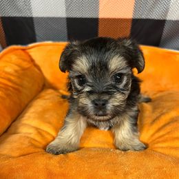 Rocket - Black and tan male Morkie puppy in Stockbridge, Georgia from Jenn’s Georgia Morkies and Biewer Terriers