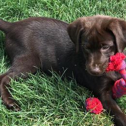 Havanese and Labrador Retrievers from Joyful Havanese Puppies
