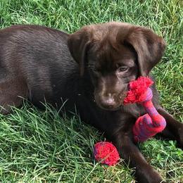Havanese and Labrador Retrievers from Joyful Havanese Puppies