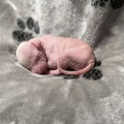 Khaleesi x Vermy 5 - Fawn female Xoloitzcuintli puppy in Hico, Texas from Amayla Kennels