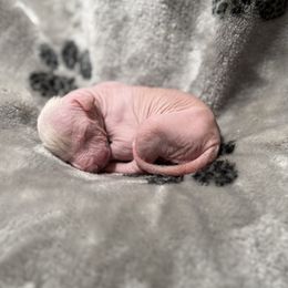 Khaleesi x Vermy 5 - Fawn female Xoloitzcuintli puppy in Hico, Texas from Amayla Kennels