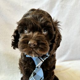 Stoick - Brown male Cockapoo puppy in Adrian, Oregon from ApplebyFarm