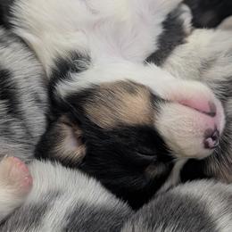 Cardigan Welsh Corgis and Pembroke Welsh Corgis from Triple B Corgis