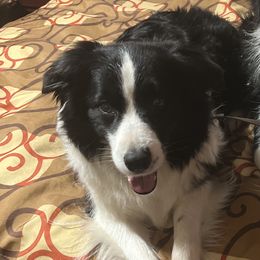 Grace - Border Collie