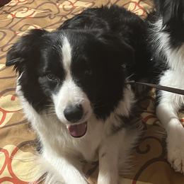 Grace - Border Collie
